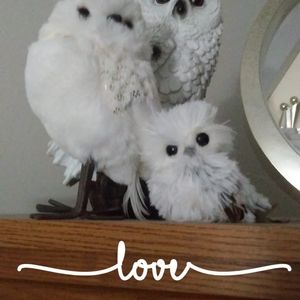 Meet your Posher, Sharon